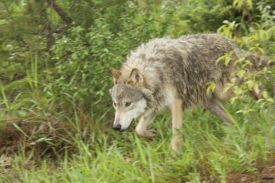 Gray wolf hunting, (Canis lupus), Alberta, Canada.
