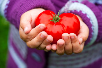 Childs hands holding a heart shaped tomato.