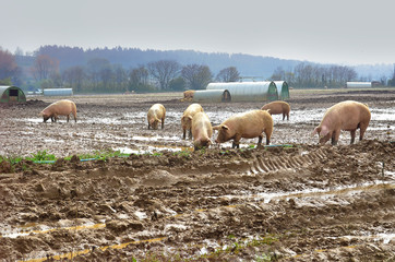 Free Range Pigs Grazing  Free range pig shelters in a field with pigs amongst them © kajani