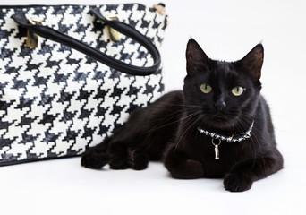 fashionable cat, stylish handbag
