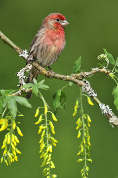 House finch (Carpodacus mexicanus) on flowering laburnum tree branch, Victoria, Vancouver Island, British Columbia, Canada