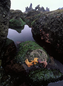 USA, Washington State, Olympic Peninsula Nation Park, Tidal pools with starfish on Shi Shi Beach.