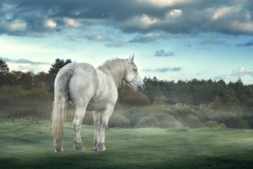 Autumn portrait of a big gray horse on a misty meadow