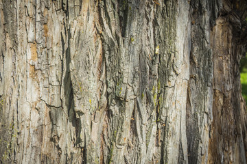 Texture - a bark of an old oak