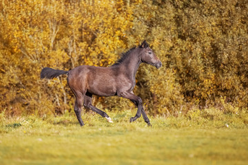 Obraz na płótnie Canvas Gray foal crossbreed Arabian horse and Orlov trotter galloping on autumn forest