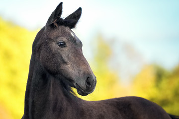 Portrait of gray foal crossbreed Arabian horse and Orlov trotter