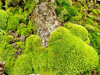 Green moss on the trunk of birch tree