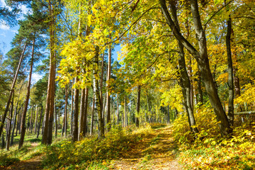Maple alley on a sunny autumn day.