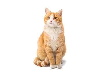 Foto auf Acrylglas Katze rote Katze