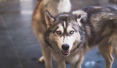 portrait of siberian husky in house.