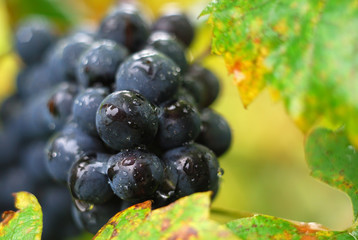 Blue grapes in the vineyard