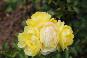 yellow rose flower