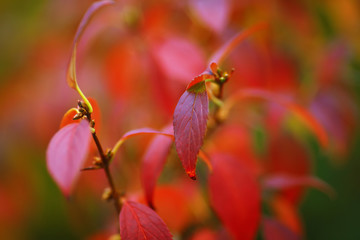 Bright colored leaves on the branches in the autumn forest