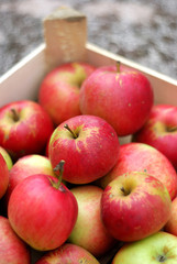 Red apples in the crate