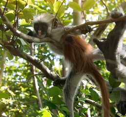curious shaggy ape on a tree in Jozani Chwaka Bay National Park