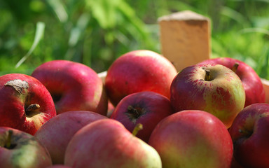 Red apples in the crate