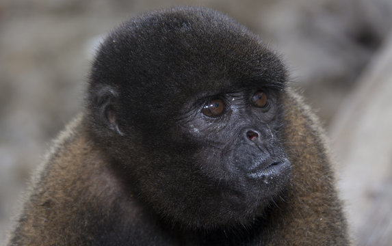Monkey, Iquitos, the largest city in the Peruvian rainforest and the fifth-largest city of Peru