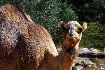 Obraz premium Portrait Dromadaire