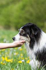 Australian Shepherd Hund zeigt Vertrauen und legt seinen Kopf in die Hand eines Menschen
