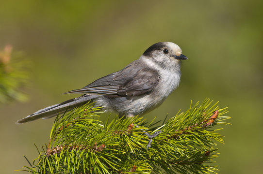 Gray jay (Perisoreus canadensis) in Manning Provincial Park, British Columbia, Canada