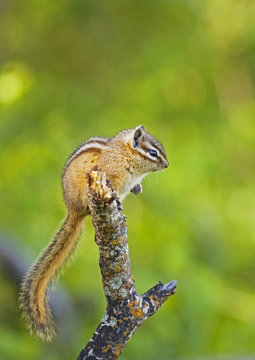 Yellow-pine Chipmunk (Eutamias amoenus) Adult. In open forests where the sun casts sharp shadows the well-defined stripes of this chipmunk afford protective colouration. Waterton Lakes National park, southwest Alberta, Canada.