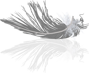 grey feather with reflection on white
