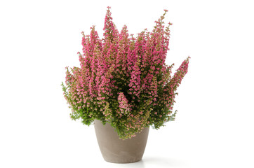 Glockenheide (Erica gracilis)