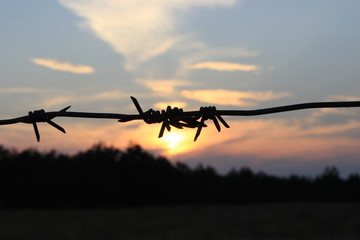 Barbed wire at sunset.