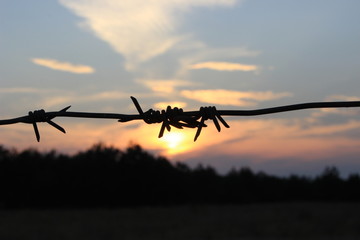 Fototapeta na wymiar Barbed wire at sunset.