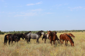 A herd of horses grazing in a meadow.