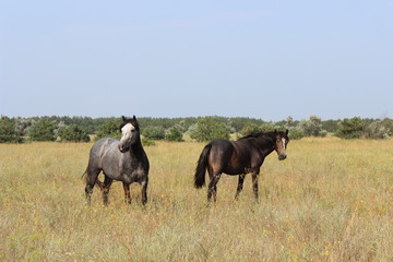A herd of two horses grazing in a meadow.