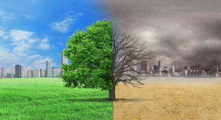 The concept of climate has changed. Half alive and half dead tre - obrazy, fototapety, plakaty