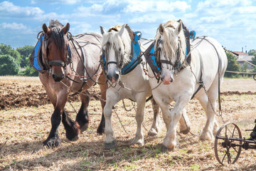 Fototapeta premium Chevaux percheron harnachés pour les labours