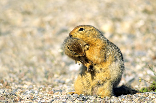 A mother arctic ground squirrel ( Spermophilus parryii) carries her newborn young to a new burrow.  Arctic Canada.