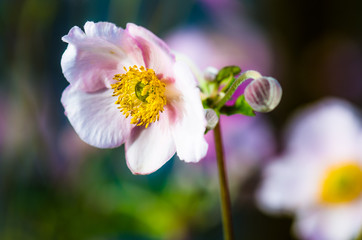 Pale pink flower Japanese anemone, close-up