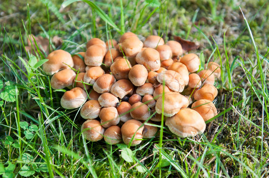 Honey fungus mushrooms