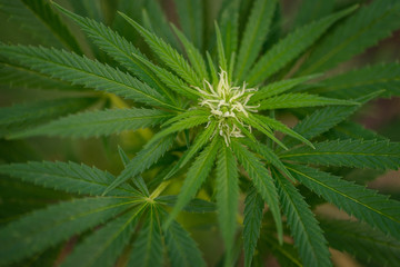 Naklejka na ściany i meble Close-up view of cannabis marijuana plant. Shallow depth of field with selective focus.