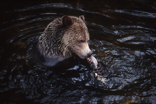 grizzly (Ursus horribilus) feeds on spawning pink salmon, Knight Inlet Lodge, British Columbia, Canada.