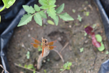 close up red dragonfly in nature 