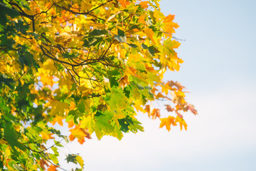 Autumnal background of maple tree branch