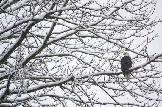 Bald Eagle, Haliaeetus leucocephalus, perched on a tree branch covered with snow during a snow storm in British Columbia, Canada