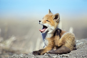 Red fox pup (Vulpes vulpes) scratching an itch near its den in the Yukon, Canada.