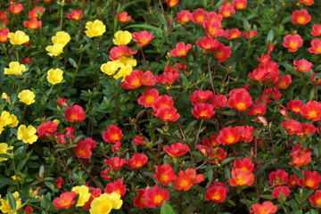 Portulaca flowers at the garden.