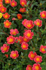 Fototapeta premium Portulaca flowers at the garden.