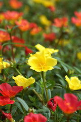 Portulaca flowers at the garden.