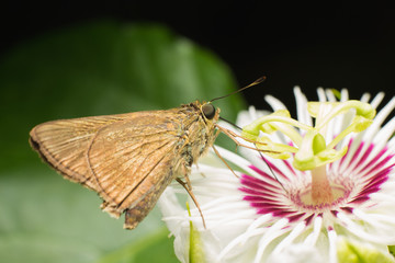 Butterfly Skippers (Hesperiidae)