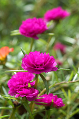 Portulaca flowers at the garden.