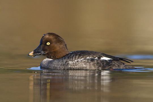 A female Common Goldeneye (Bucephala clangula) in Victoria, British Columbia, Canada.