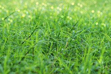 green grass and light.