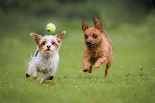 Zwei Mischlingshunde beim spielen mit einem Tennisball